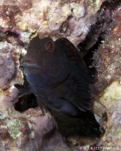 Blenny. Calanques de Cassis. Canon G10 & Inon D2000. by Bea & Stef Primatesta 